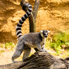 Lemur full body profile