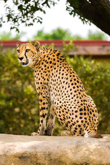 Cheetah sitting in profile