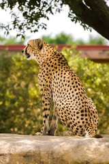 Cheetah sitting full profile