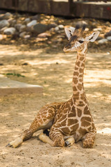 Obraz na płótnie Canvas Baby Giraffe laying down