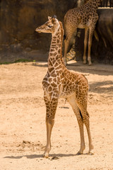 Baby Giraffe full body profile