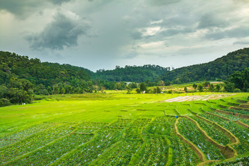 Fototapeta na wymiar Mountain farmland Rice terraces at Mae Klang Luang, Doi Inthanon, Chiang Mai, Thailand