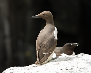 Guillemot and razorbill are relaxing on cliff under warm sunlights. Isle of May. Scotland. Uk