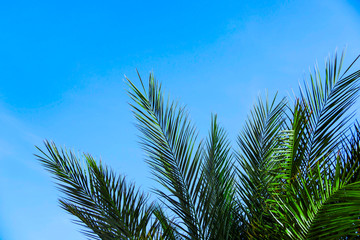 Obraz na płótnie Canvas Green palm branches against the blue sky. Classic blue color of the year 2020.