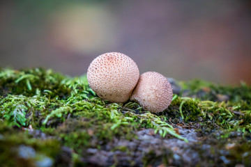 Pear-shaped puffballs (Lycoperdon pyriforme) growing from a moss-covered log