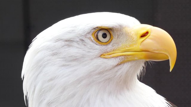 north america bald eagle 4k
