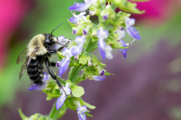 bee on purple flowers