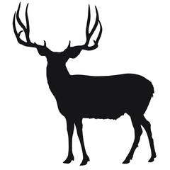 Vector silhouette of large mule deer buck.