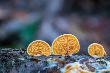 Bright orange mock oyster mushrooms (Phyllotopsis nidulans) growing on a log 