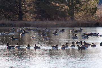 Fototapeta premium geese on pond