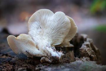 White oyster mushrooms (Pleurotus ostreatus) 
