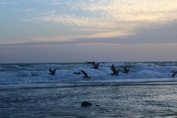 gaviotas