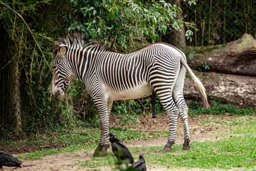 Fototapeta na wymiar Couple of Zebras surrounding vultures.