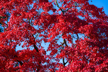 Detail of Japanese Maple Tree leaf on sunny day in autumn season - 307542728