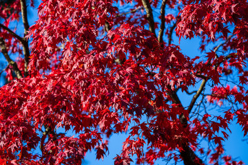 Detail of Japanese Maple Tree leaf on sunny day in autumn season - 307542742
