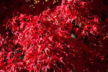Detail of Japanese Maple Tree leaf on sunny day in autumn season - 307542912