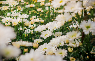 The beautiful field of white flowers in the garden with a blur background, focus in one spot