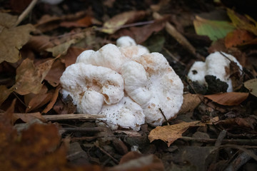 Shrimp of the woods mushroom (Entoloma abortivum) growing in Frick Park, Pittsburgh,  PA