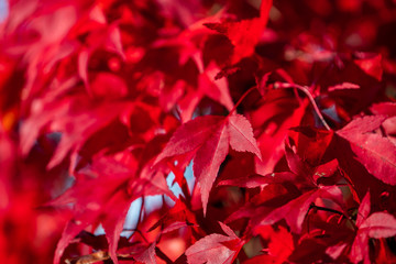 Detail of Japanese Maple Tree leaf on sunny day in autumn season - 307542966