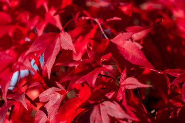 Detail of Japanese Maple Tree leaf on sunny day in autumn season - 307542969
