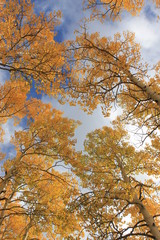 Autumn in the Mountains