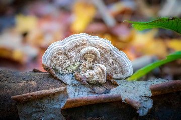 Beige gilled polypore (Lenzites betulina) growing on a log