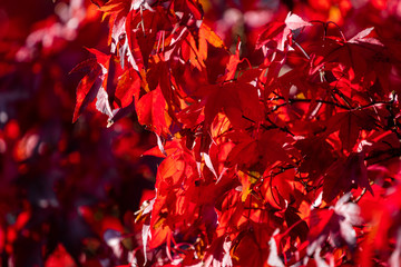 Detail of Japanese Maple Tree leaf on sunny day in autumn season - 307543118