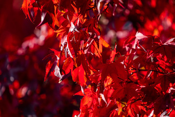Detail of Japanese Maple Tree leaf on sunny day in autumn season - 307543154