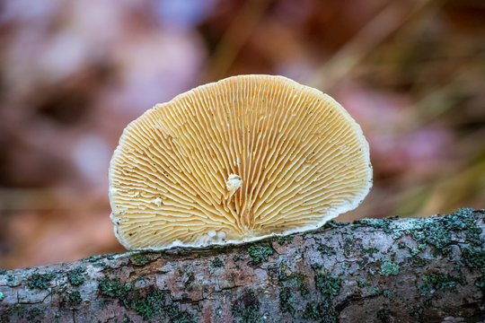 Underside of Lenzites betulina (gilled polypore)