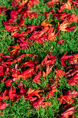 Japanese Maple Tree foliage on green grass on ground in autumn - 307543539