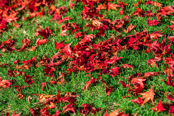 Japanese Maple Tree foliage on green grass on ground in autumn - 307543570