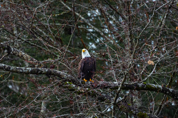 Bald Eagle sitting on branch on tree - 307543763