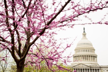 Tree with beautiful pink cherry blossom flowers with the United States Capitol in the background