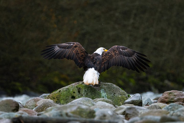 Close-up of Bald Eagle sitting on rocks next to the river while raining on cloudy day