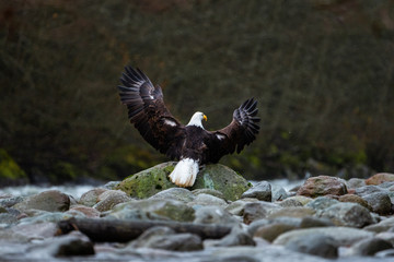 Close-up of Bald Eagle sitting on rocks next to the river while raining on cloudy day - 307543983