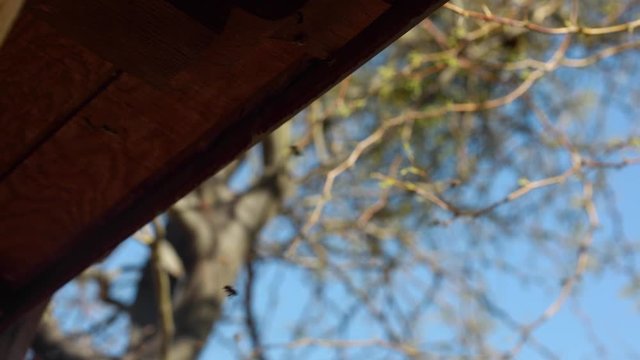 Handheld slow motion shot of bees flying in and out of their nest in a tiled roofline.