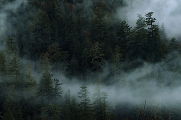 Dark and dramatic scene with fog and clouds above forest in Canada - 307544103