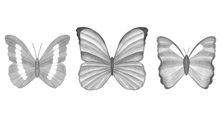 Watercolor butterfly collection isolated on white background. Set of tropical butterfly for design cards, invitations, children’s wear. Butterfly art poster. Realistic style. Balck and white.