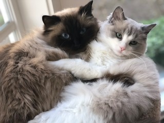 cat and kitten