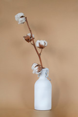 cotton plant flower on beige sand background