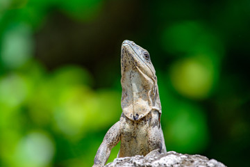 Black spiny-tailed Iquana (Ctenosaura similis)  female sunning on a rock