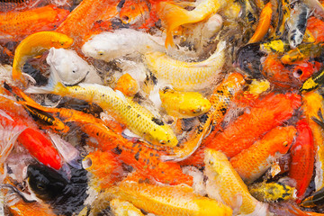 Many koi fish are waiting to eat in the pond for background, Fancy carp, Mirror carp
