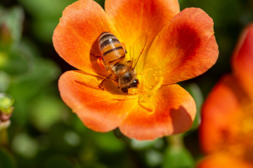 Bee inside flower