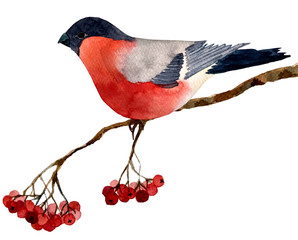 Fototapeta premium illustration bullfinch on a branch of mountain ash