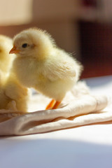 little chicken in hand