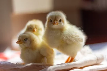 Fotobehang family of chicks © 俊 王
