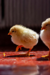 two chicks