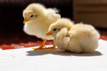 little yellow chick