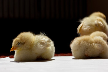 little yellow chick