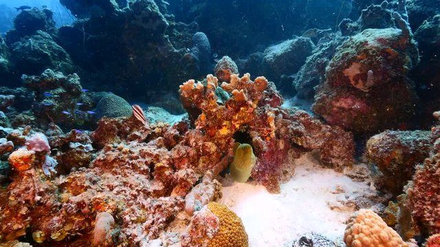 Seascape of coral reef in Caribbean Sea / Curacao with Moray Eel, coral and sponge